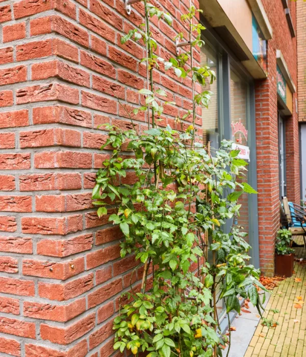 Verticalis groen sets Dijkje Barneveld